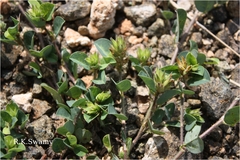 Alysicarpus rugosus